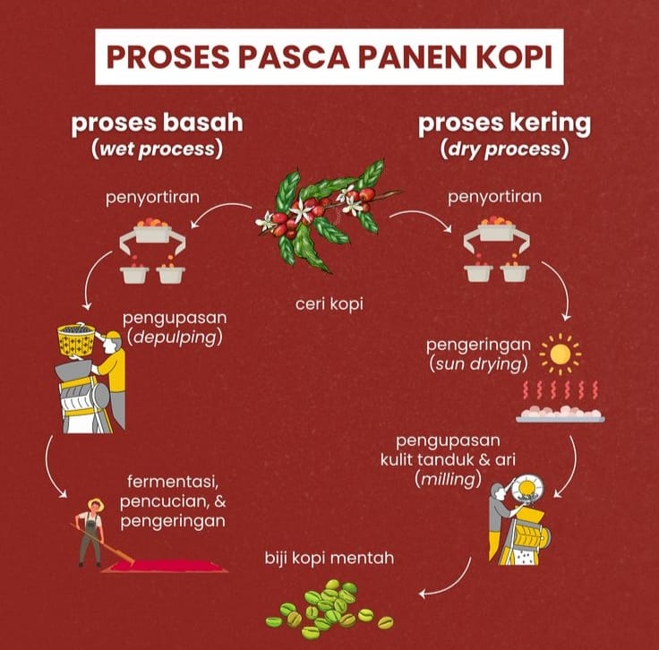 Proses pasca panen kopi